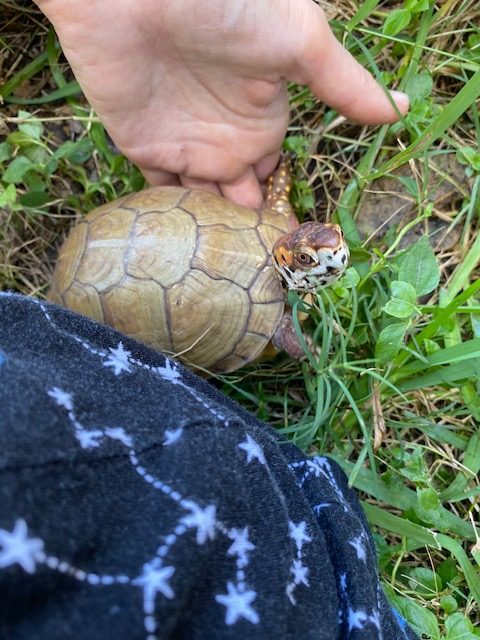 Box turtle near hand