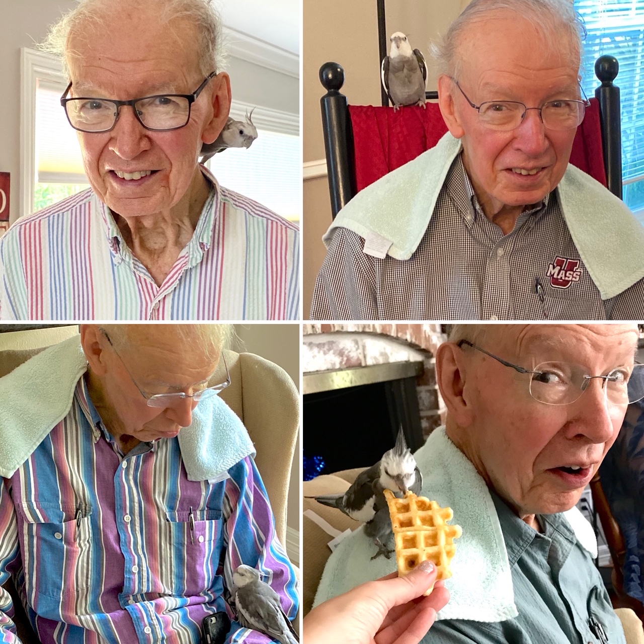 cockatiel and his grandpa