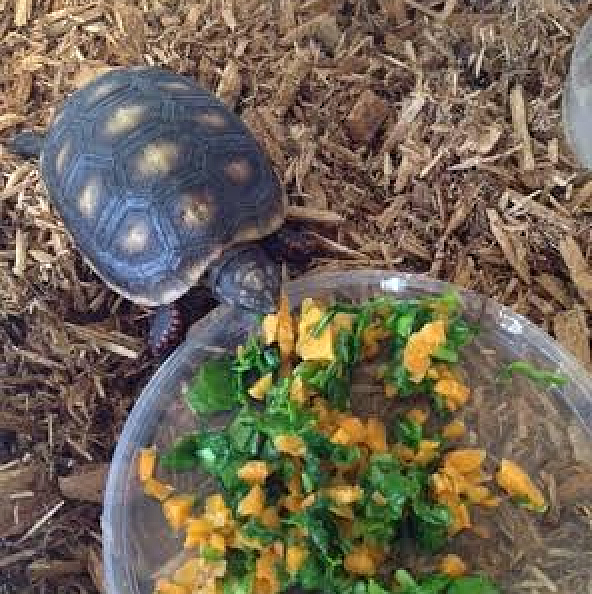 hatchling redfoot tortoise eating