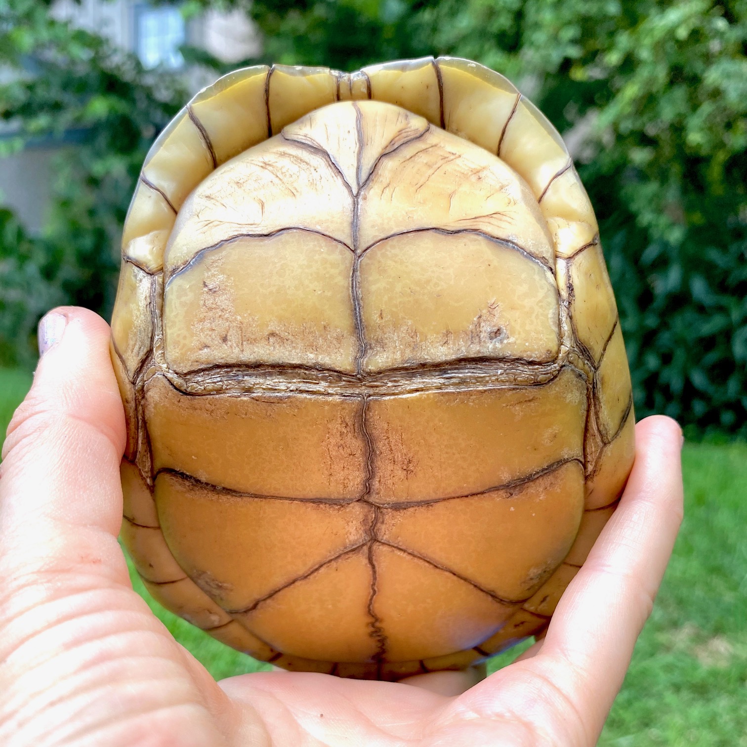 box turtle plastron with hinge