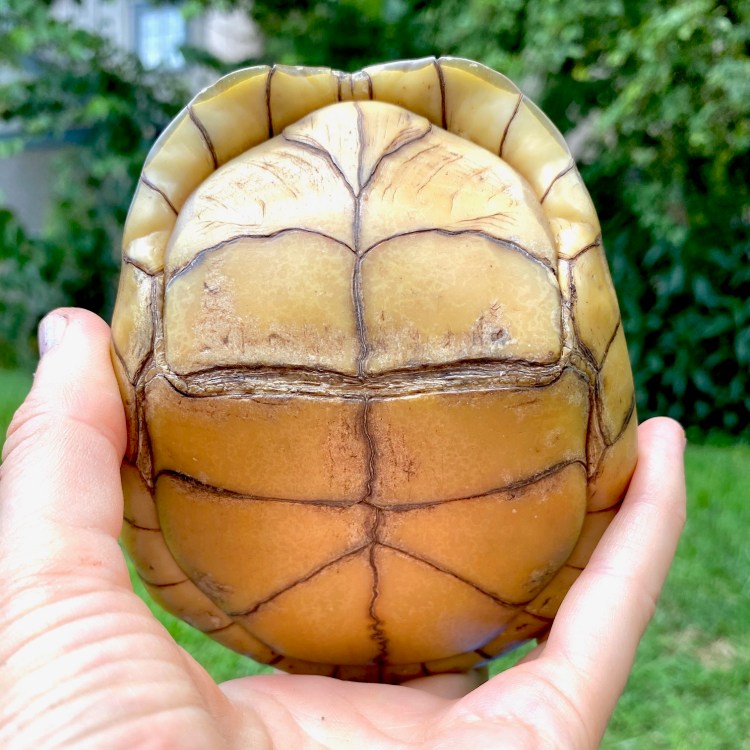 box turtle plastron with hinge