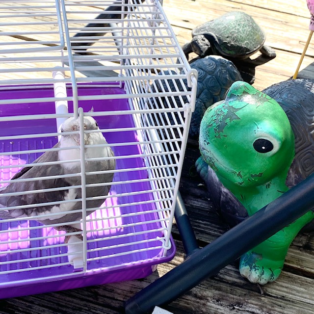cockatiel with turtles