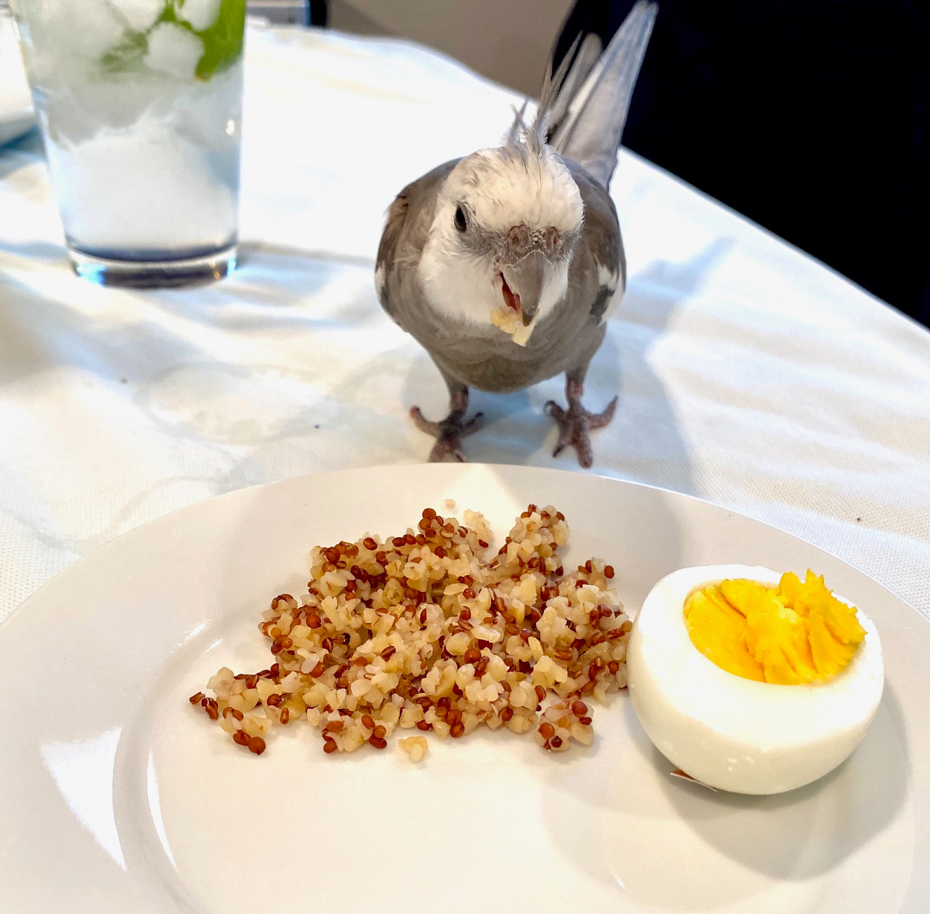 cockatiel snack plate