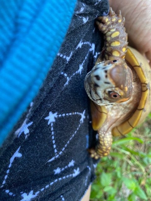Box turtle with rescue mama