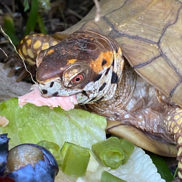 rescued box turtle eats salmon