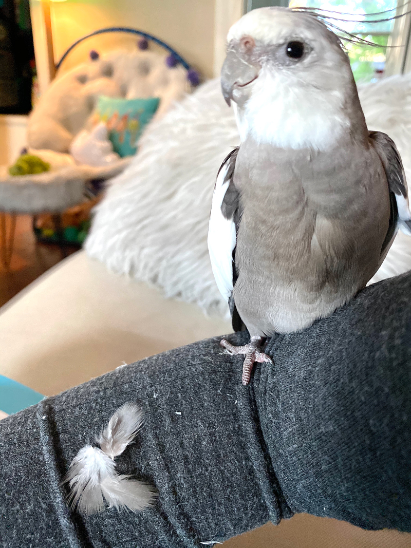 cockatiel molting