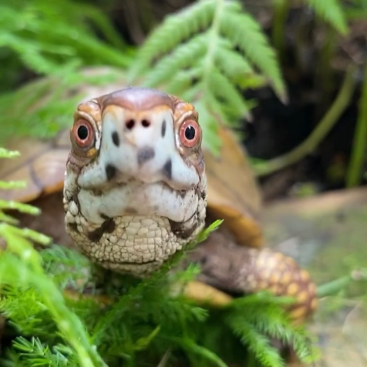 box turtle hides in ferns