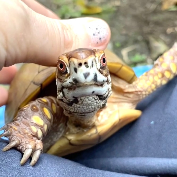 box turtle rescue