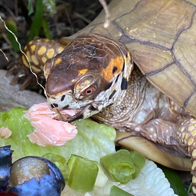 box turtle eats salmon