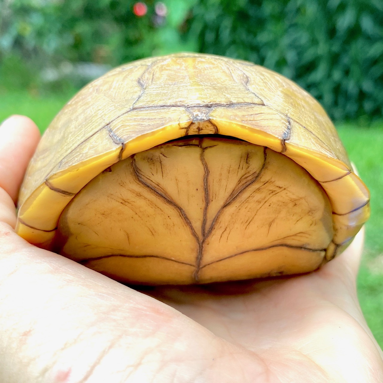 box turtle all closed up