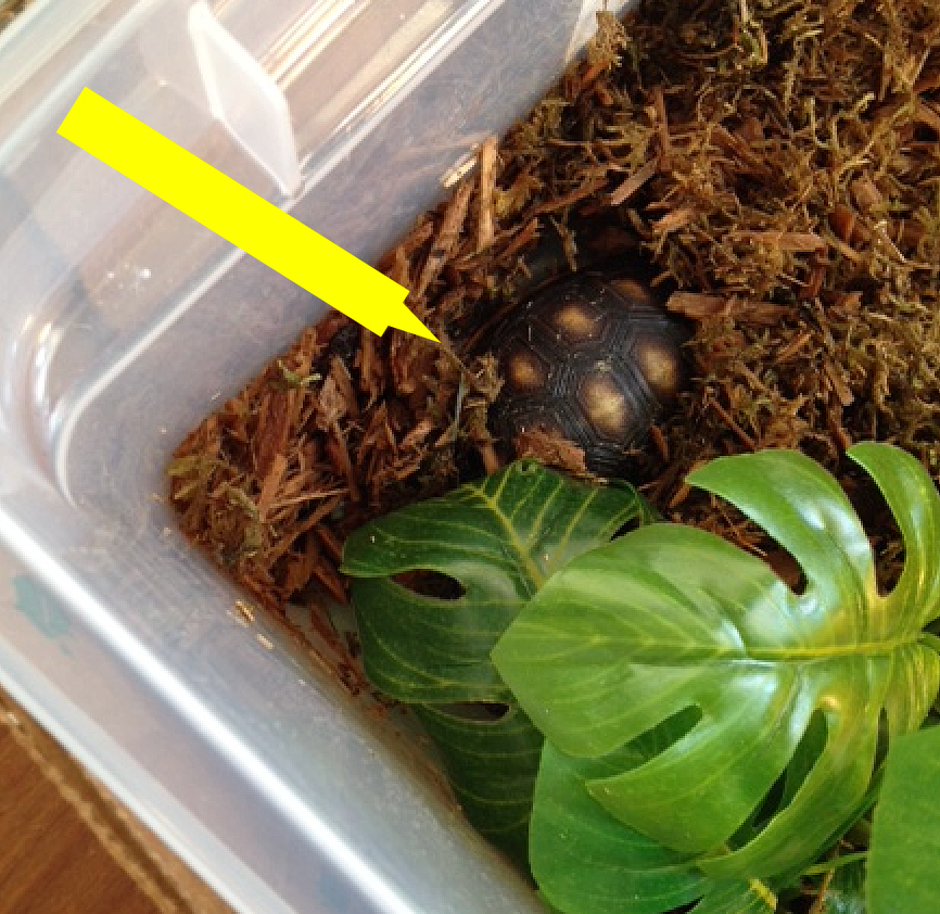 redfoot hatchling hides in moss