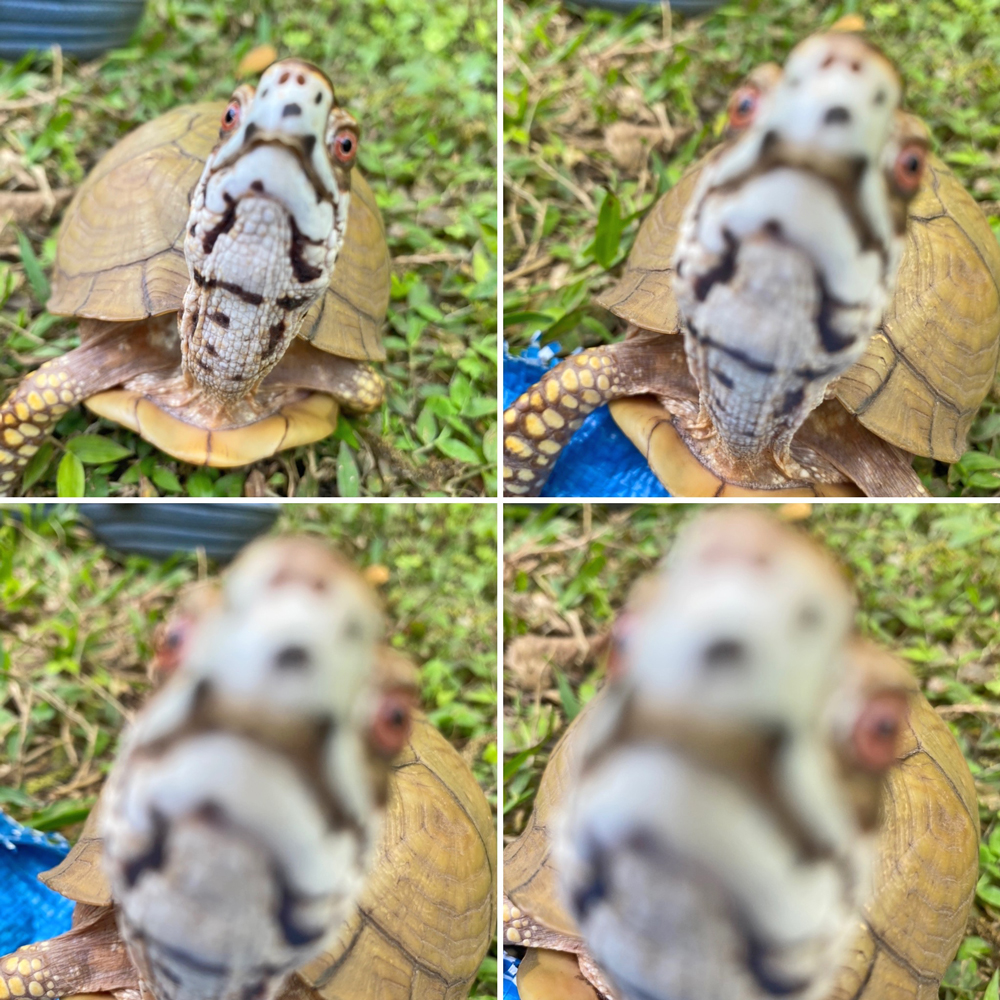 box turtle takes a selfie