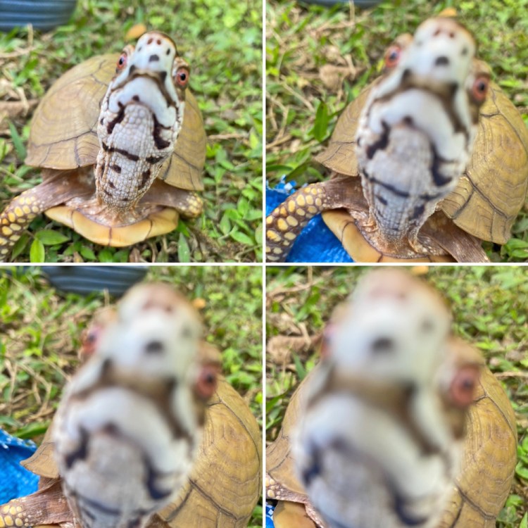 box turtle takes a selfie