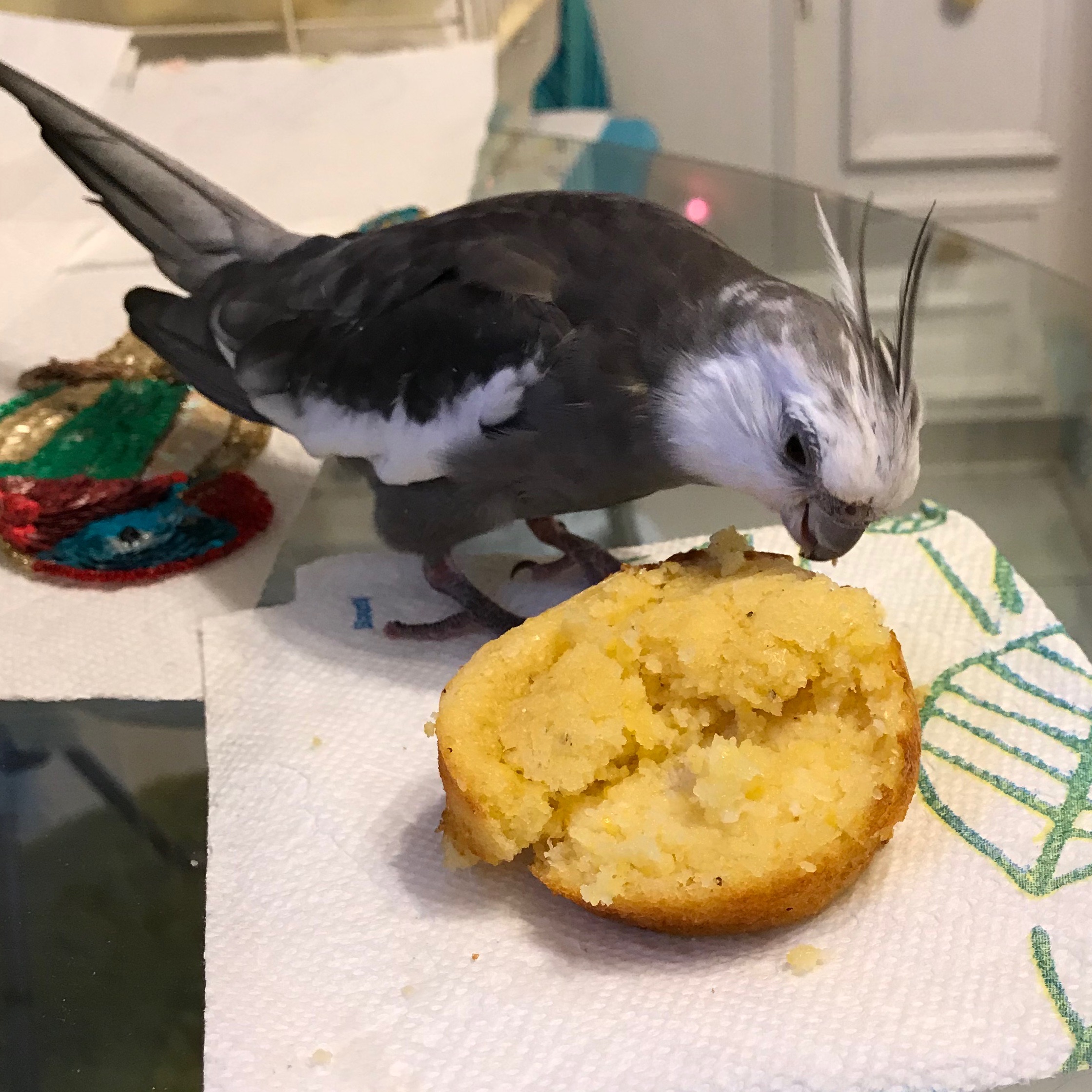 Cockatiel corn muffin 1