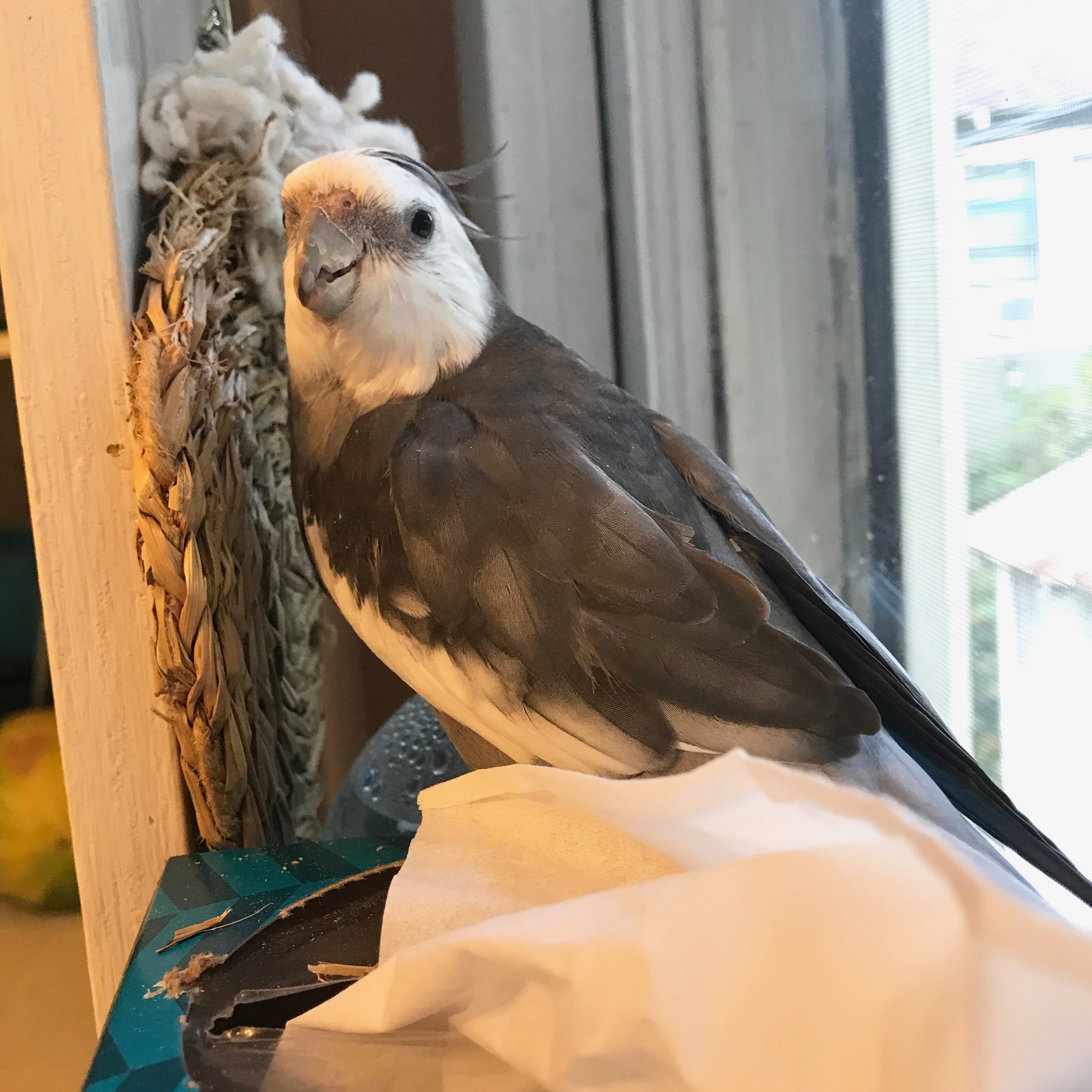 Cockatiel Wicker Toy 3