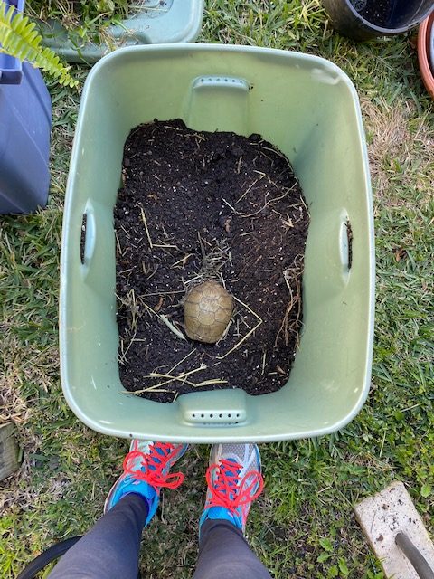 box turtle brumates in a tub
