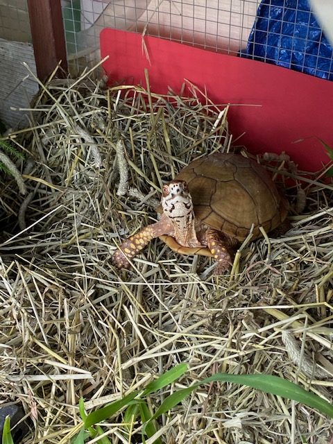 texas box turtle in hibernaculum