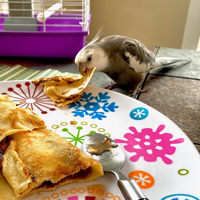 cockatiel eats from plate