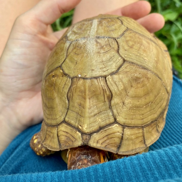 Box turtle peeks out of shell