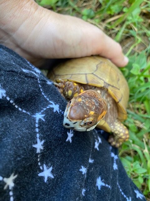 Box turtle climbs onto rescue mama