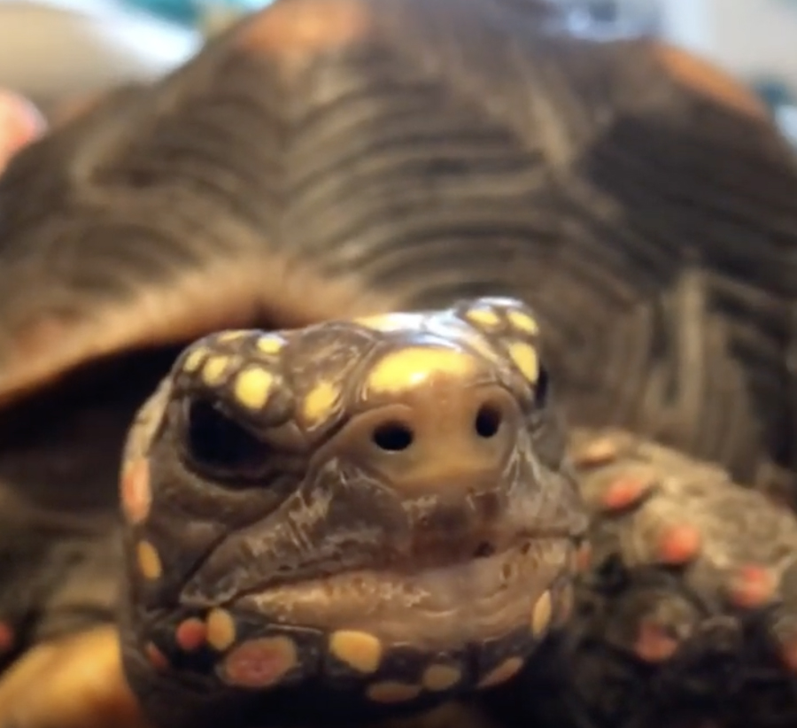 female adult redfoot tortoise