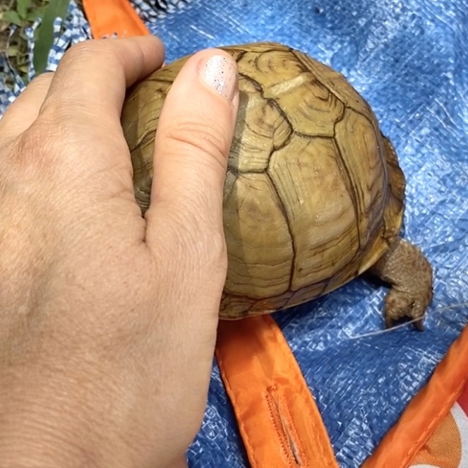 box turtle hiding