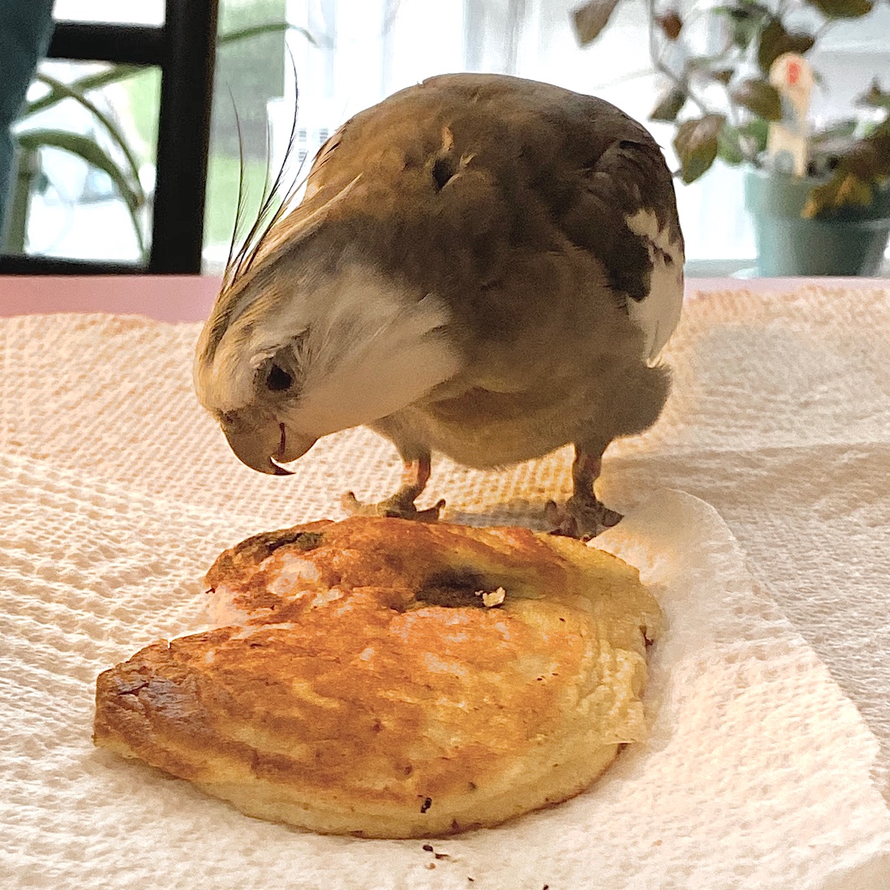 cockatiel with pancake