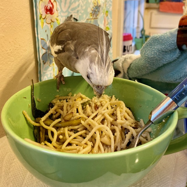 Cockatiel sits on bowl of pasta