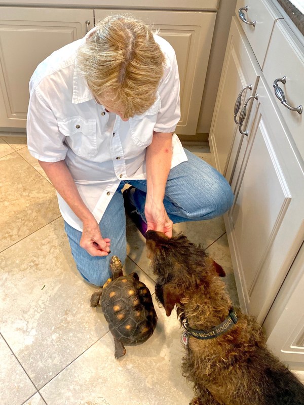 Grandma feeds tortoise and dachshund