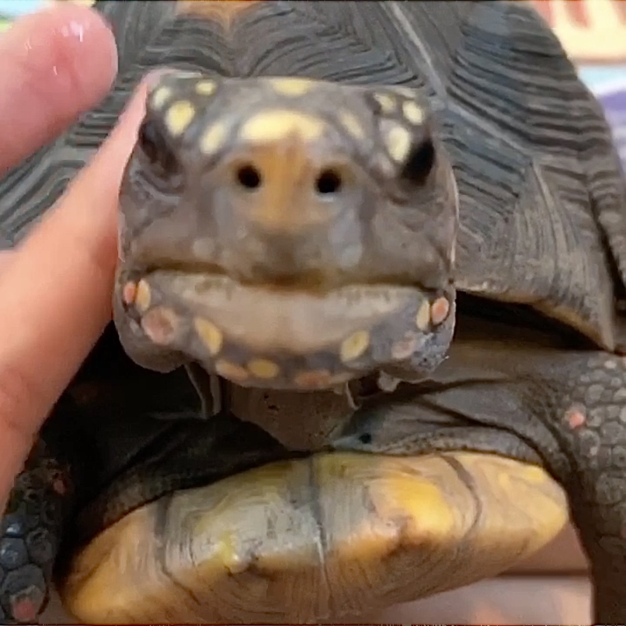 redfoot tortoise nostrils