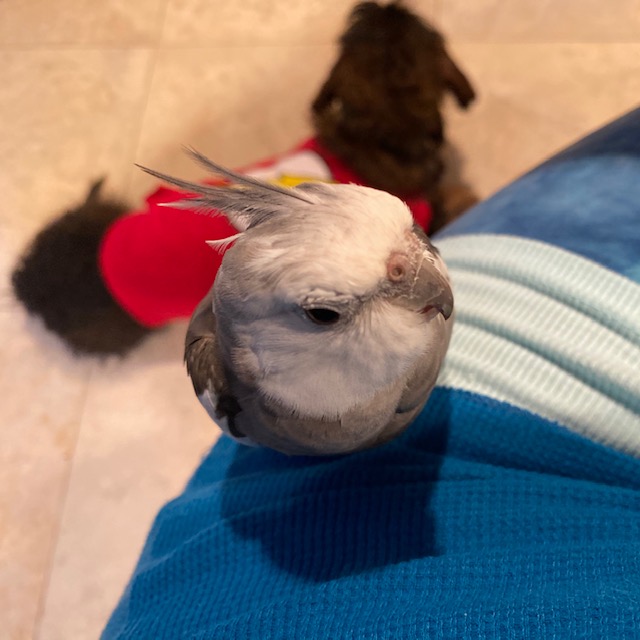 cockatiel with dachshund