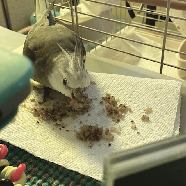 cockatiel eats rice