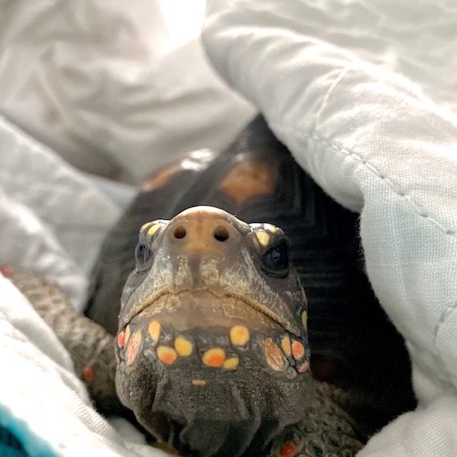 redfoot tortoise face