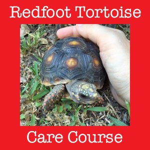 young redfoot tortoise