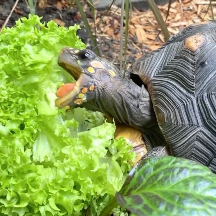 tortoise grazes on lettuce