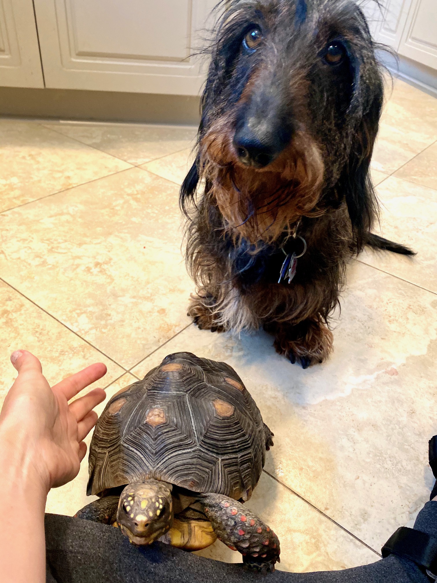 tortoise with dachshund friend