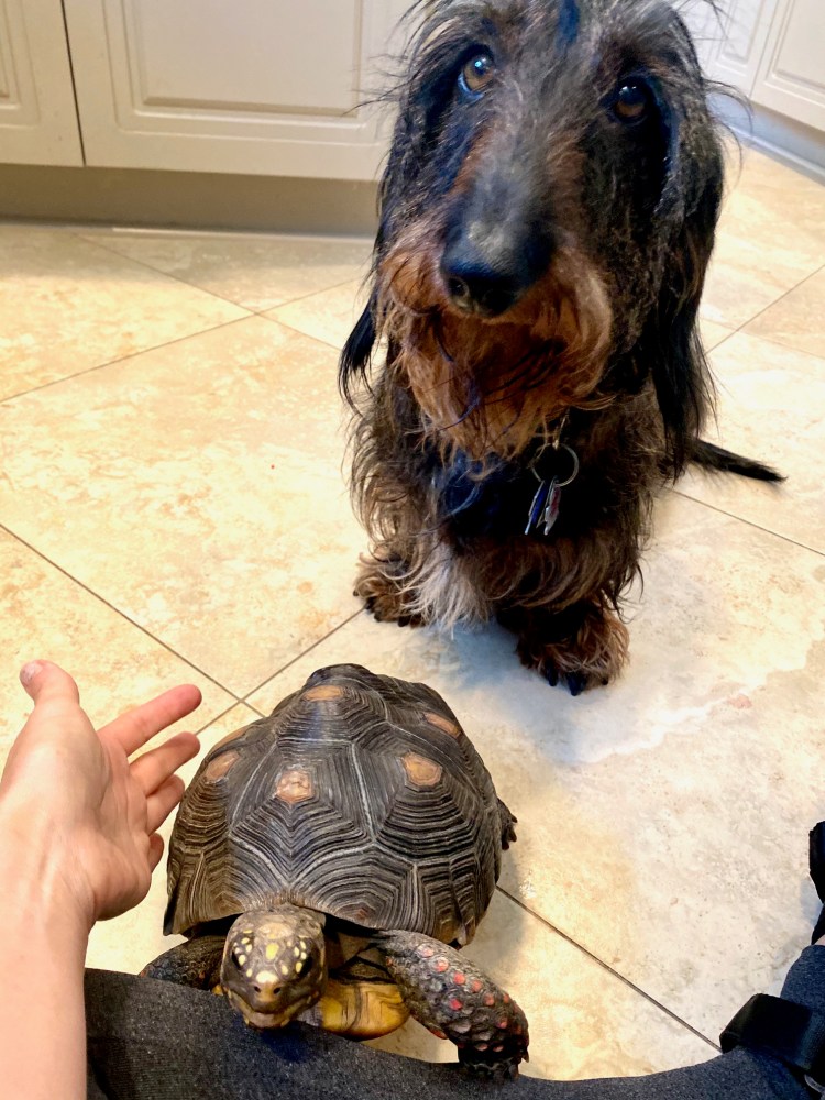 tortoise with dachshund friend