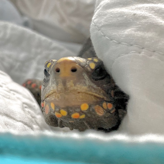 redfoot tortoise face