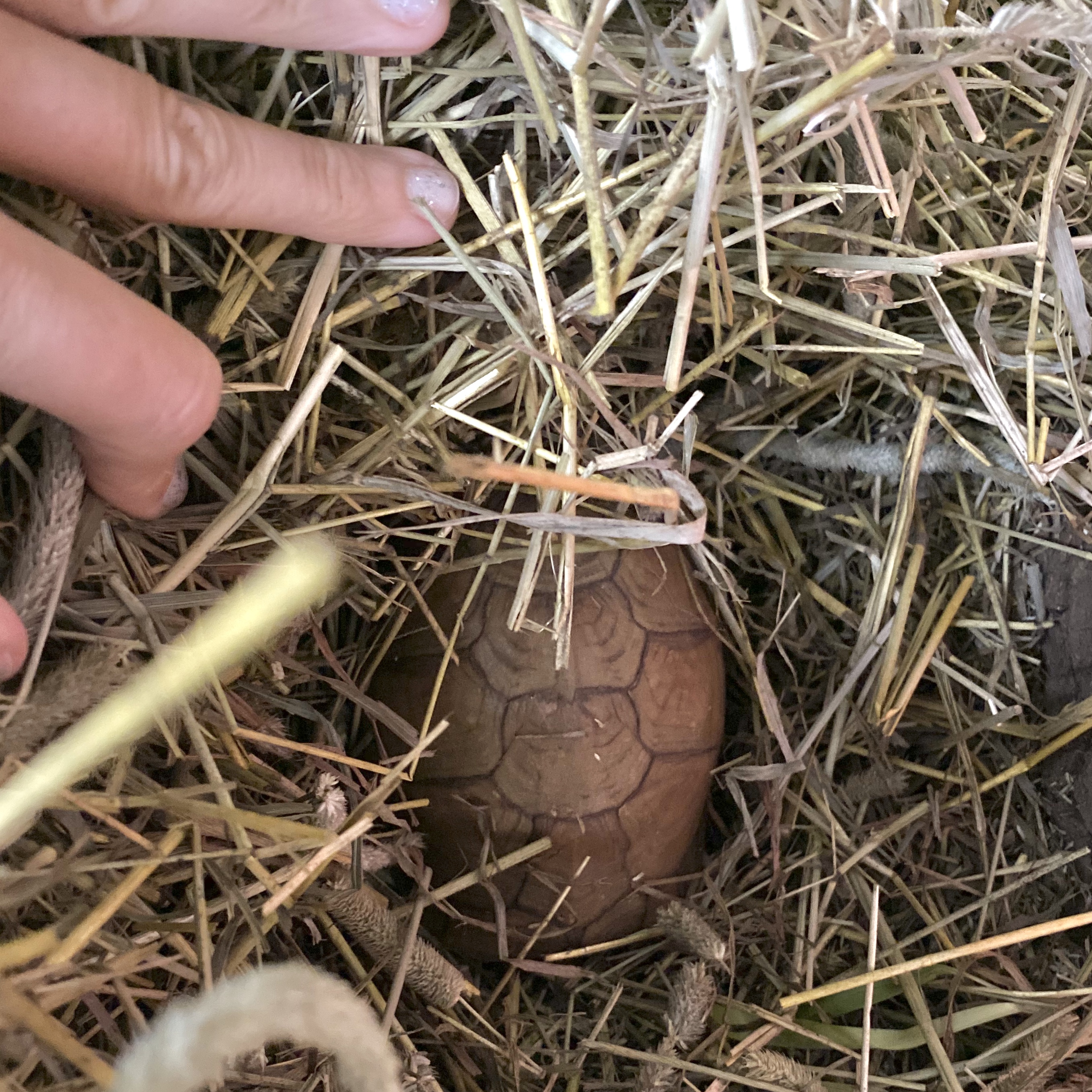 hibernating texas box turtle
