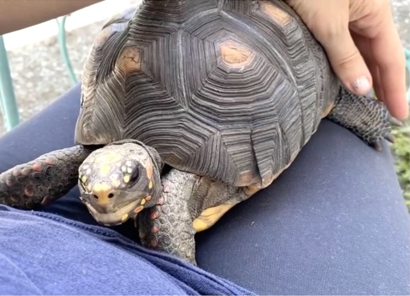 redfoot tortoise in lap
