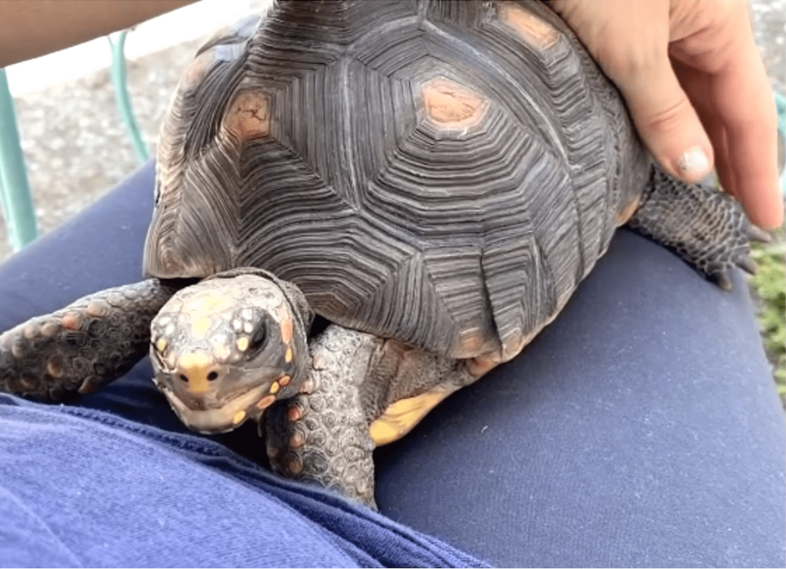 redfoot tortoise in lap