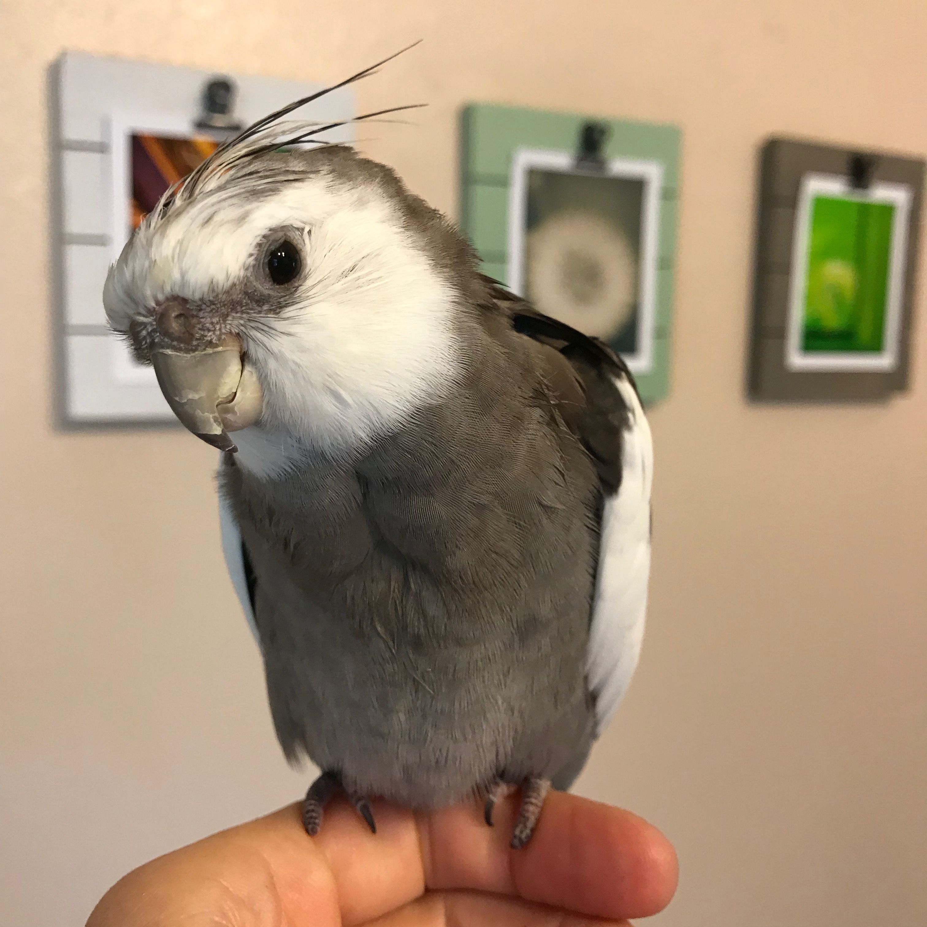 Cockatiel molting