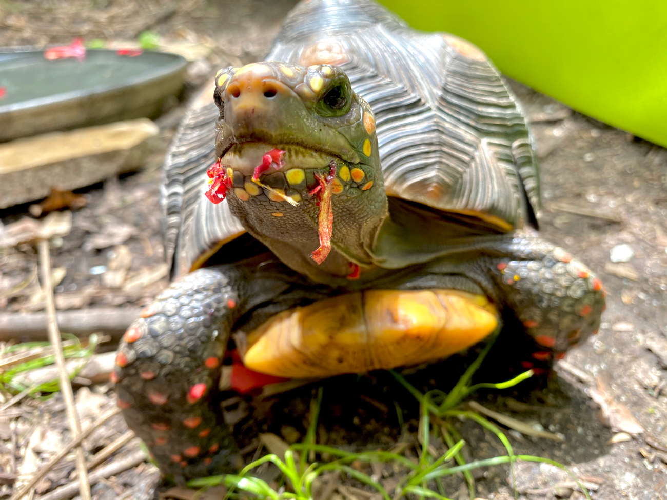 redfoot tortoise eats hibiscus