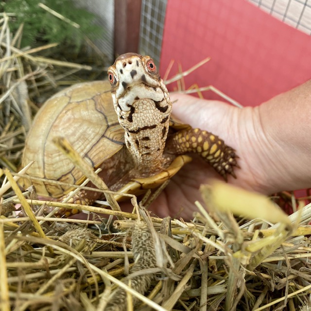 box turtle sits on rescue mama's hand