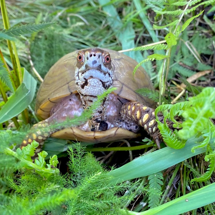 box turtle in deep forest habitat