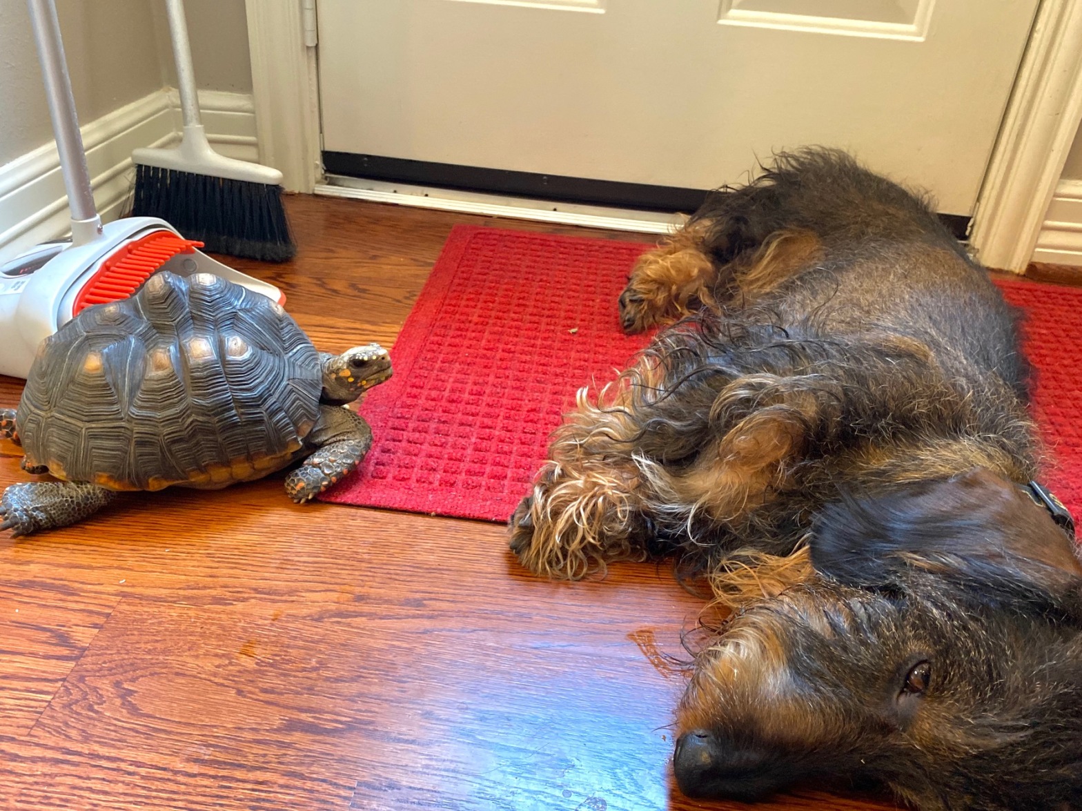 tortoise and dachshund FaceTime friends