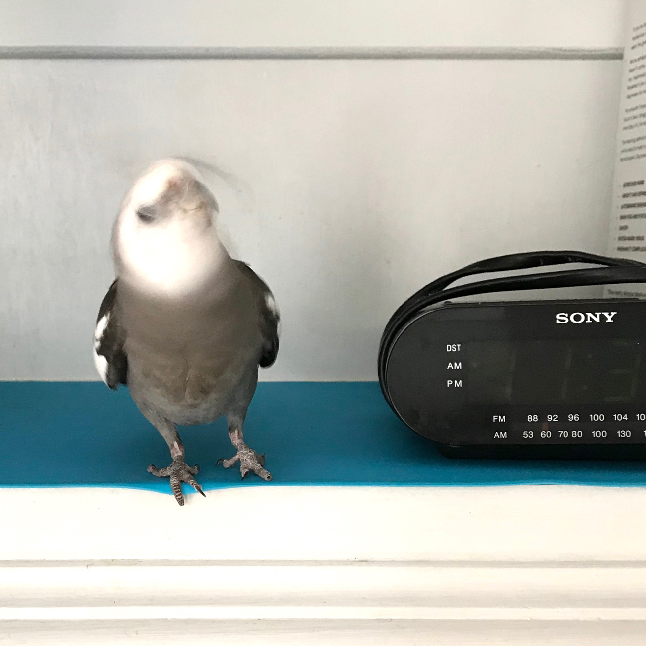 Cockatiel dancing to radio