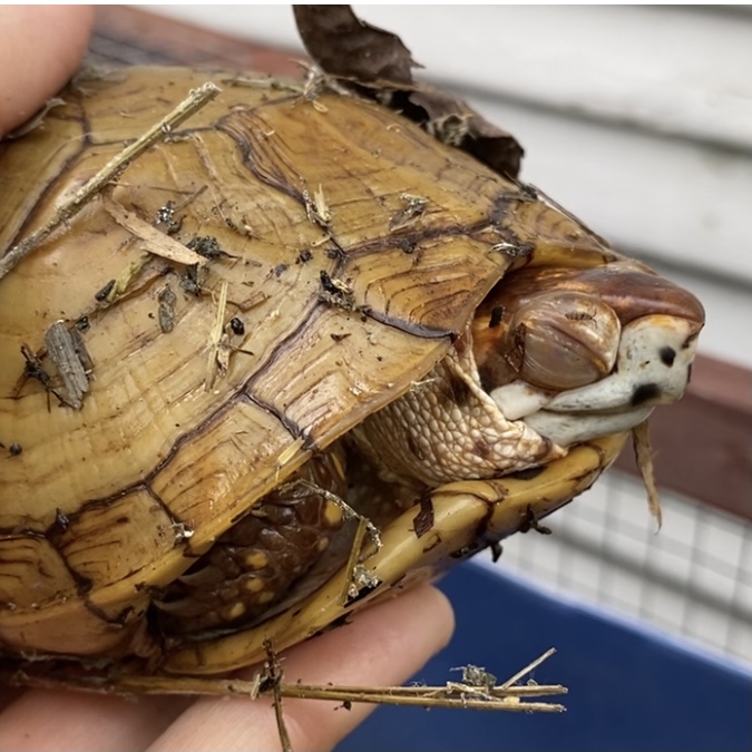 box turtle sleeping