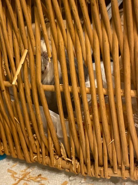 cockatiel nests in wicker basket