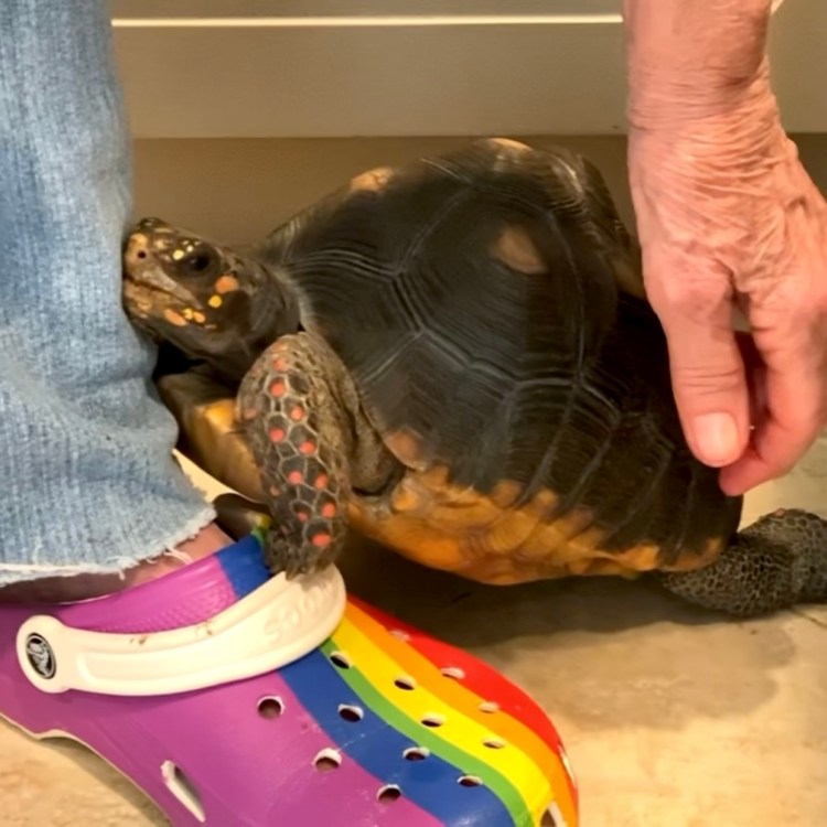 redfoot tortoise cuddles with grandma
